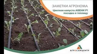 Цветная капуста АБЕНИ  Посадка в теплицу