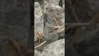 мана говургон илони mountain snake