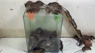 The best way to catch the mouse/All time Best Mouse Trap | Best Mouse Traps