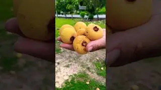 РЕДЧАЙШИЙ ФРУКТ ТАИЛАНДА!