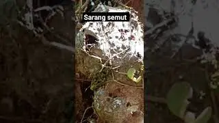 Sarang Semut
