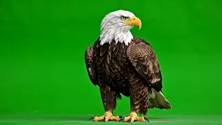 Ultra Realistic Bald Eagle Green Screen | Perfect for VFX & Editing