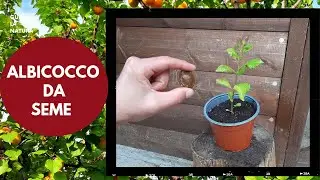 Albicocco da seme, metodo semplice per avere una pianta di albicocca