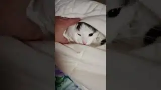 Кот Лёня в подушке!