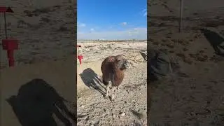 гуляет верблюд по красной дарожке#актау