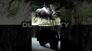 Animal Elimination Wheel Part 33 | #shorts #edit #animals #wildlife