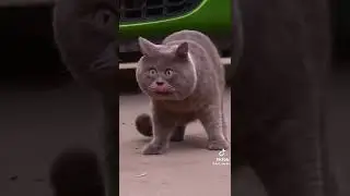 Информация о коте Феди!☝️🔥