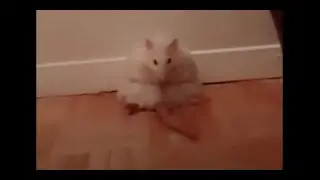 Kazimir the Fatty Ratty. Толстяк Казимир. Cute Rat