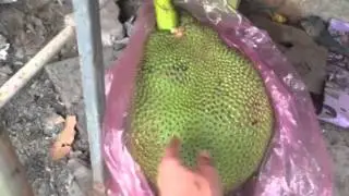 Таиланд, хлебное дерево.