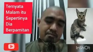 kenangan terindah dengan kyukyu sikucing kampung #short #kucingkampung #indonesia #viral