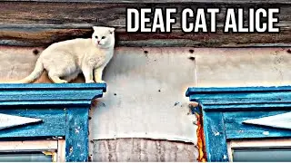 Cat climbed onto the window / Living with a deaf cat