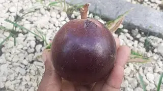 How To Grow Star Apple Fruit Tree!