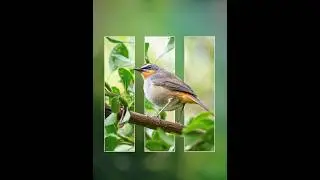 Photoshop 2025 Tips - How to Edit Image with Clipping Mask Tool 
