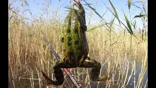 ЩУКИ в ОКТЯБРЕ АКТИВНЫ!!!