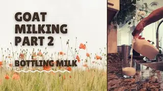 Episode 2 Bottling raw goats milk from a goat milking machine, bottling for sale