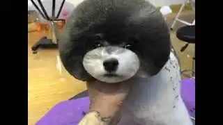 Cute little puppy video #shorts
