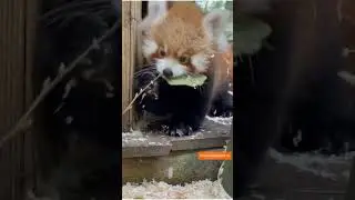 Самая милая подборка про красных панд🥰😉😘!