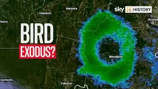 Are the birds trying to escape? | What On Earth?