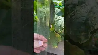 Как вырос огурец за 3 дня 