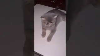 #funny #pets #catcomedy #catvideos