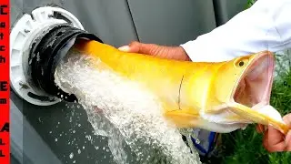 INVASIVE FISH Won't STOP SWIMMING Up My POOL PIPES!