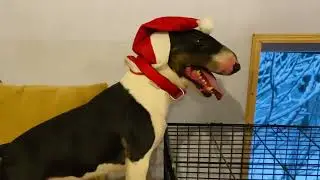 Минибулик Буги ищет дом!