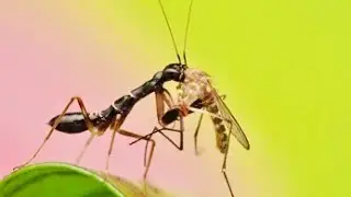 Ant vs mosquito (have you ever seen this fight?)
