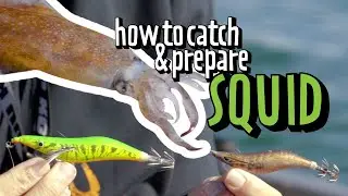 Catching Squid on the Gold Coast | The Best Squid Jigs