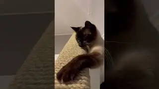 Siamese Cat Attacks Camera