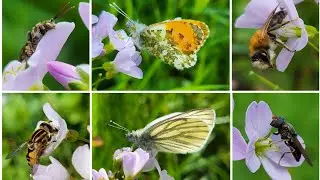 Diverse bezoekers van de Pinksterbloem (bijen, zweefvliegen, vlinders!)