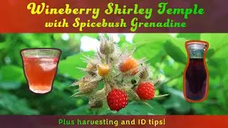 How to Make Wineberry Shirley Temples with Spicebush Berry Grenadine + How to Identify Wineberries