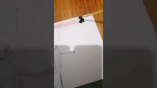 серенаголовый
