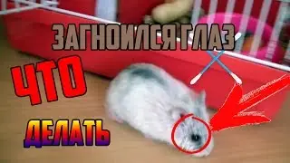 ЗАГНОИЛСЯ ГЛАЗ У ХОМЯКА /  / Лечим хомяка /  ДЕНЬ 2