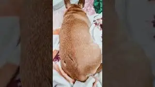 спасли собаку от гибели #shorts