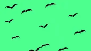 Bats Transition Animation Green Screen - Green screen bat flying (Bat/Kalong/Kelelawar)