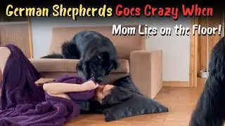 German Shepherds  Goes Crazy When Mom Lies on the Floor!