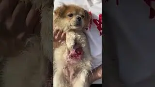 Heartbreaking Betrayal: Abandoned by a Lifelong Owner despite Innocent Eyes 😭