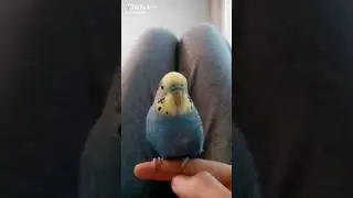 когда ты не в голосе!