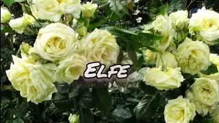 Vlog-221 Роза Эльф (Elfe) плетистая, Hans Evers Германия, 2000 г. 