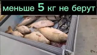 Собирают огромных САЗАНОВ от 8-15кг.как ГРИБЫ 