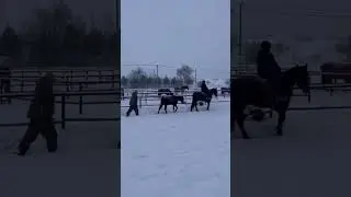 и глянет мгла из всех болот