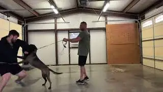 K9 Nikki malinois female doing bite work
