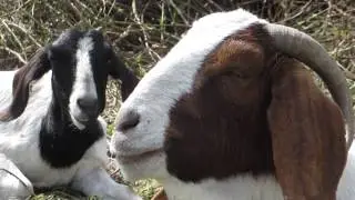 60 seconds of two goats lazily chewing their cud