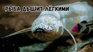 Двоякодышащая рыба протоптер