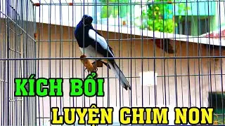 Chòe Than Hót Giọng Hay | Luyện Than Non Học Giọng ( giọng dễ học )
