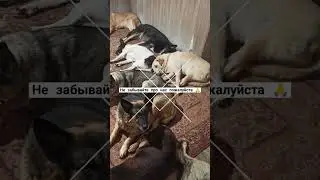 #домашнийприютмилосердие