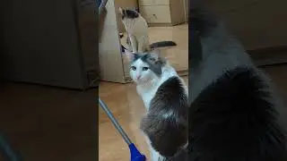 Кот Вася смотрит в зеркало