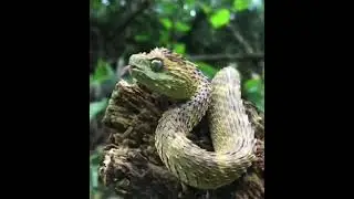 Amazing Facts Video | Informational Facts | Weird Facts Video | #youtube | #trending #facts