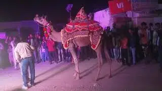 ऊंठ और घोड़ी नाच कंपटीशन