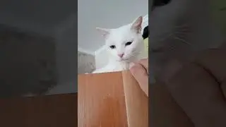 СНОВА РАЗБЕСИЛИСЬ